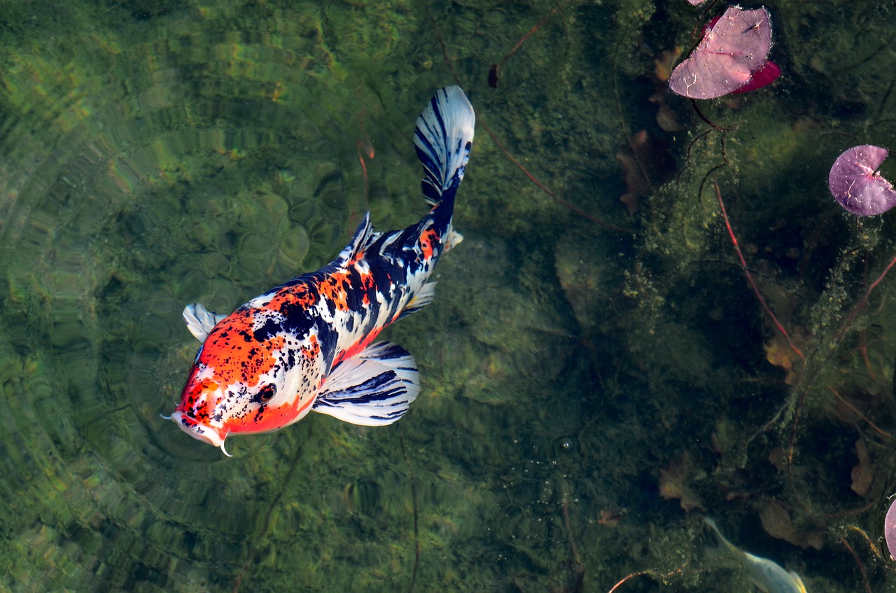 Cepat Panen, Yuk Intip Cara Budidaya Ikan Koi di Kolam Terpal